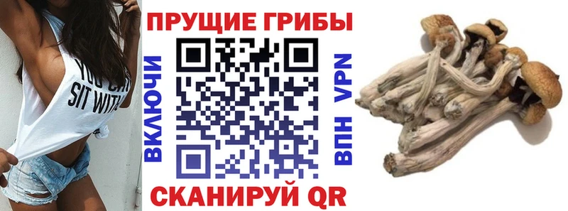 Псилоцибиновые грибы ЛСД  цена наркотик  shop какой сайт  Сельцо 